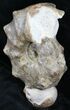 Large Mammites Ammonite - Goulmima, Morocco #27363-3